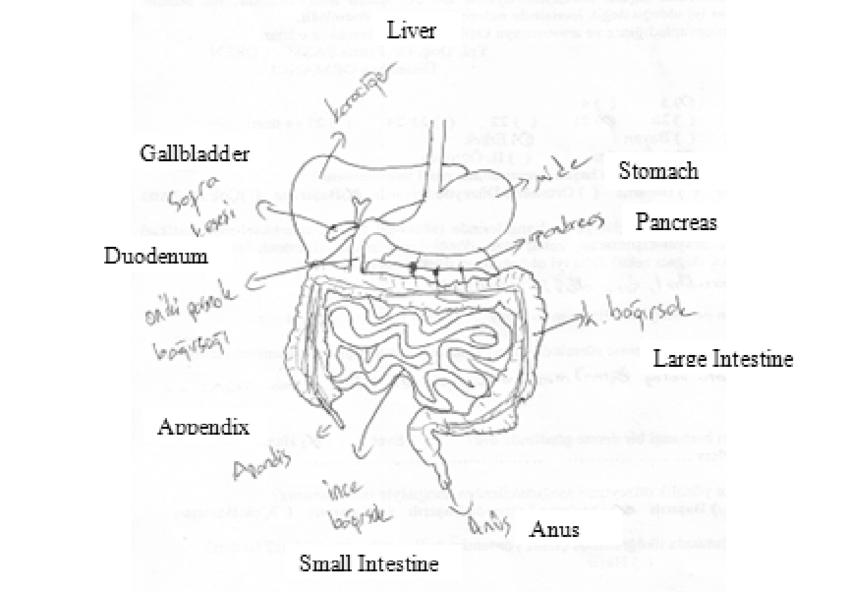 850x593 an example of a digestive system drawing - Digestive System Drawing