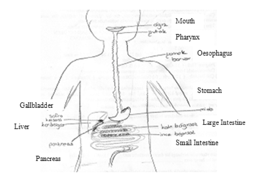 850x568 an example of a digestive system drawing - Digestive System Drawing