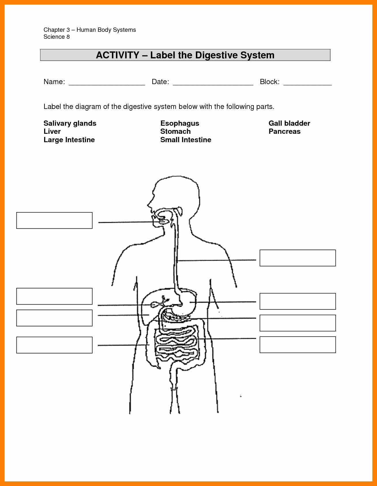 Digestive System Drawing at PaintingValley.com | Explore collection of ...