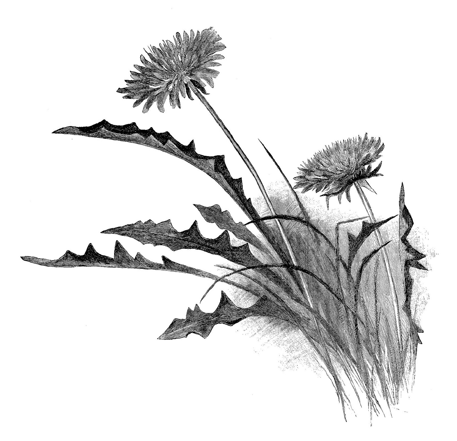 1600x1544 Digital Stamp Design Antique Illustration Free Dandelion - Digital Drawing Free