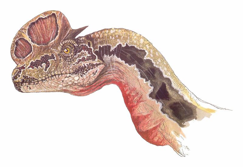 800x551 jurassic park dilophosaurus head drawing jurassic universe - Dilophosaurus Drawing