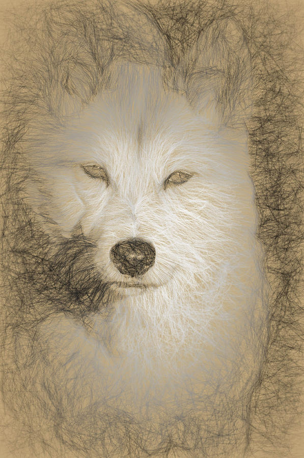 597x900 dingo drawing - Dingo Drawing