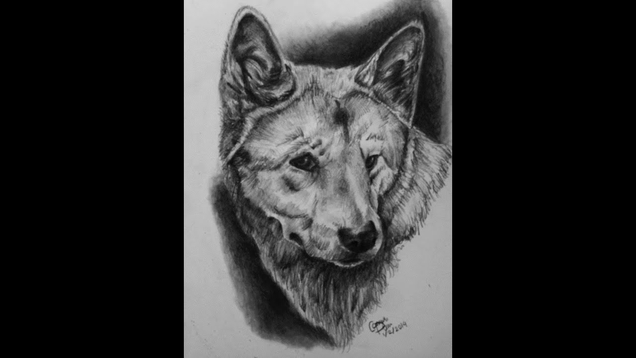 1280x720 dingo pencil drawing - Dingo Drawing
