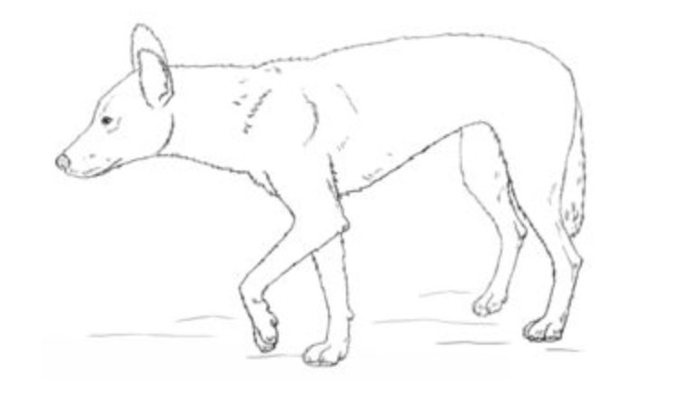 762x440 how to draw dingo - Dingo Drawing