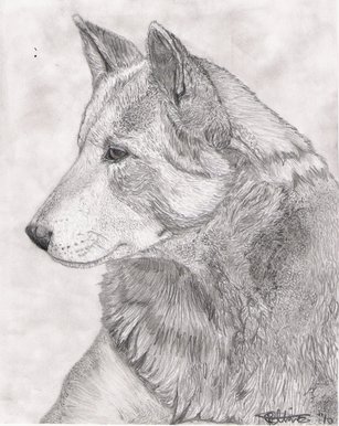 307x386 bbc - Dingo Drawing