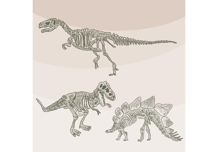 700x490 Dinosaur Bones Vectors - Dinosaur Bones Drawing