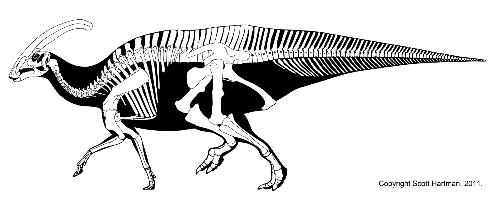 1600x646 A History Of Skeletal Drawings Part - Dinosaur Bones Drawing