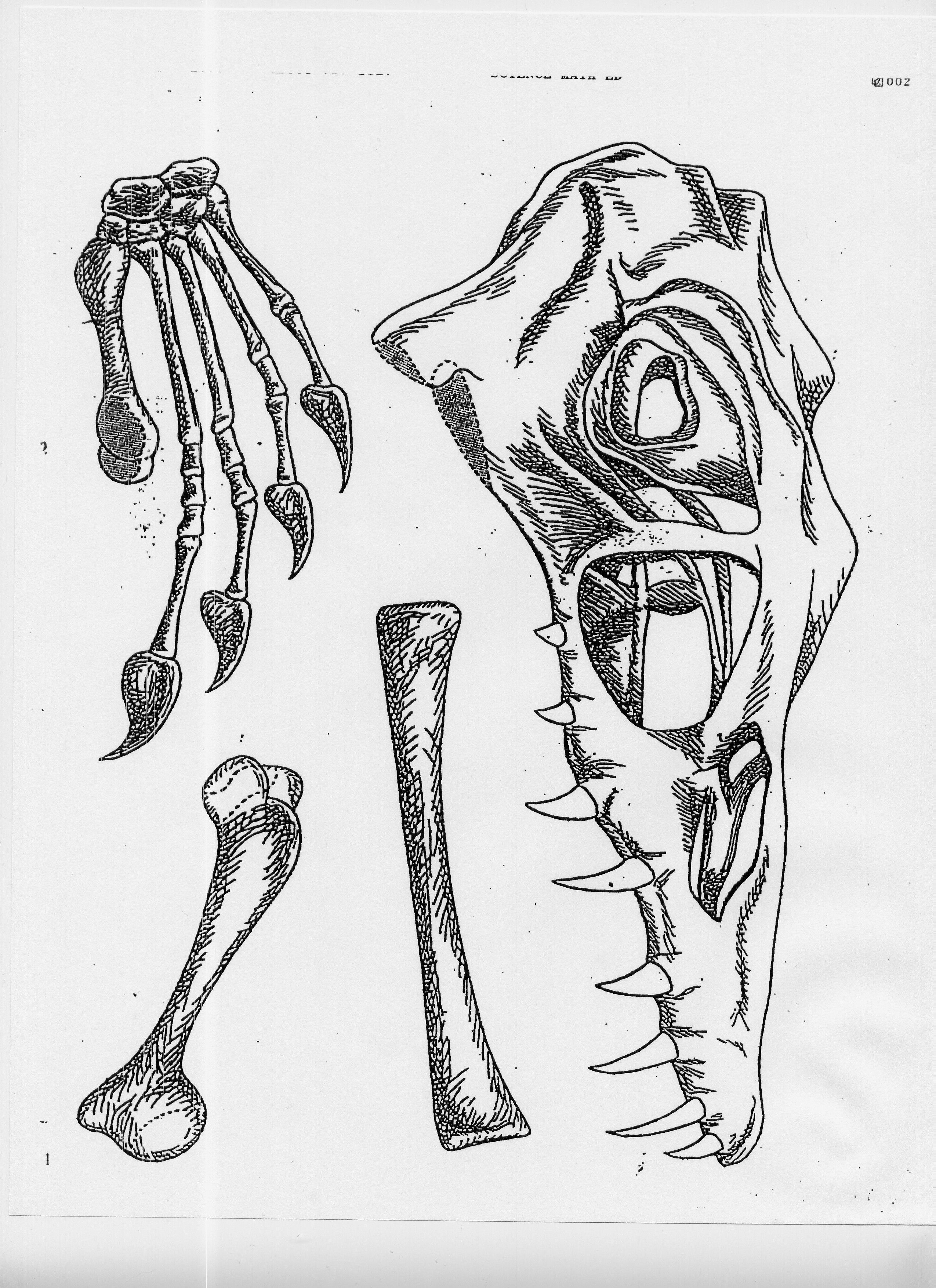 Dinosaur Bones Drawing at Explore collection of