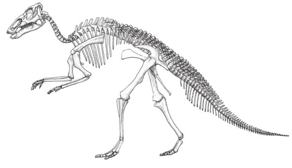 576x331 Wvges Mini Museum, What's New - Dinosaur Bones Drawing
