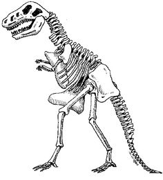 236x261 how to draw dinosaurs how to draw a dinosaur skeleton, dinosaur - Dinosaur Bones Drawing