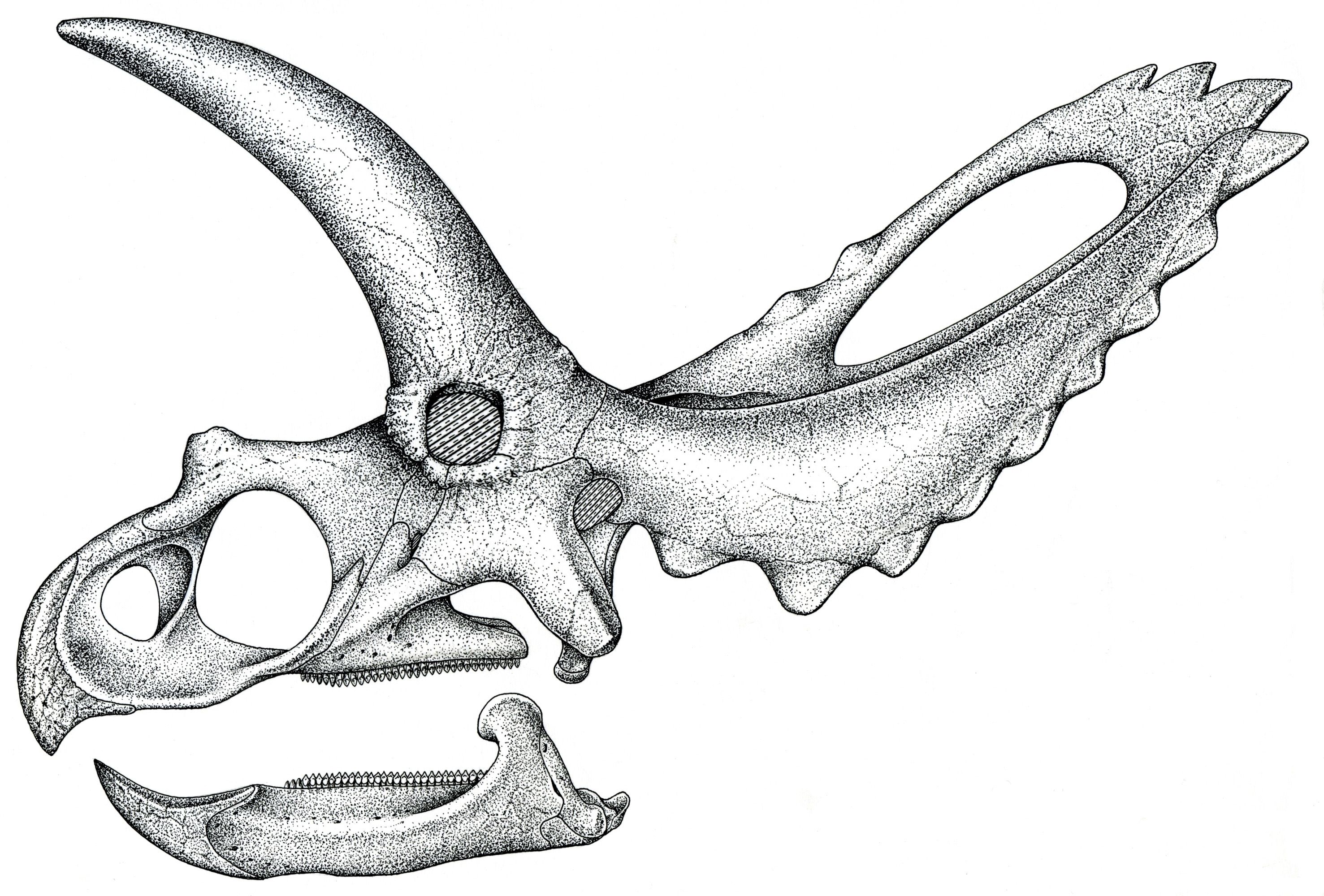 2954x2000 triceratops skull sketch - Dinosaur Bones Drawing