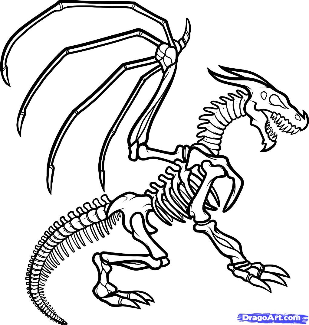 1021x1075 Dinosaur Bones Drawing - Dinosaur Bones Drawing