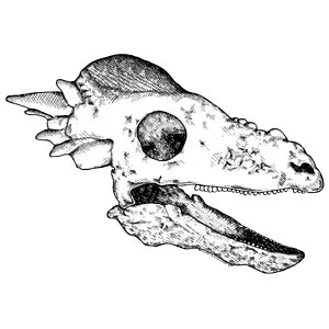 300x300 Dinosaur Bones Drawings Fine Art America - Dinosaur Bones Drawing