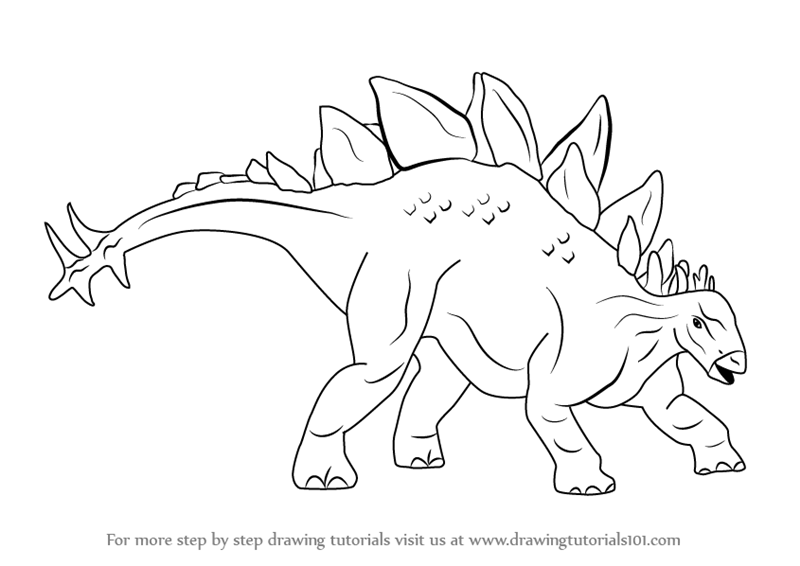 800x566 Learn How To Draw Stegosaurus Dinosaur - Dinosaur Drawing Images