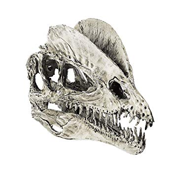 355x355 Blesiya Scale Dinosaur Skull Dilophosaurus - Dinosaur Drawing Images