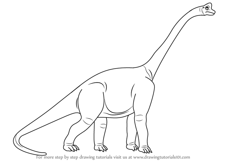 800x566 Learn How To Draw A Sauropod - Dinosaur Drawing Outline