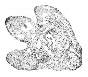 300x263 dinosaur footprints buffalo ny eco s eugene - Dinosaur Footprint Drawing