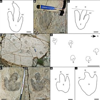 320x320 Photos And Schematic Drawings Of The Dinosaur Footprints From La - Dinosaur Footprint Drawing