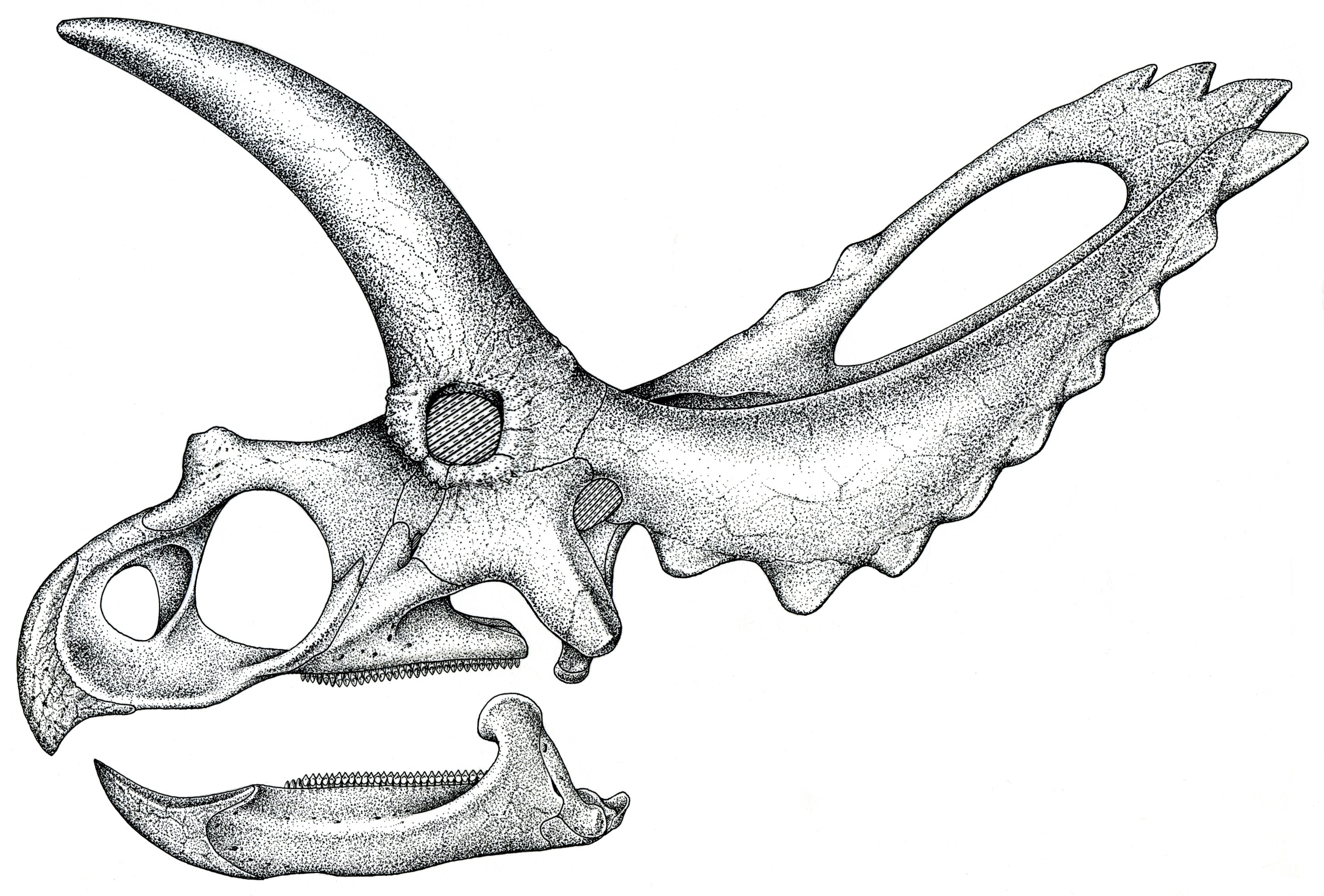 Dinosaur Fossil Drawing at Explore collection of