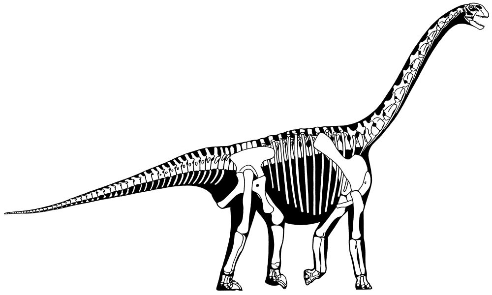 1000x600 dinosaur fossil drawing - Dinosaur Fossil Drawing