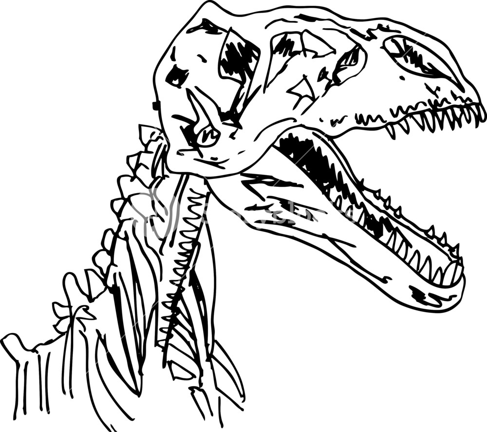 1000x886 sketch of dinosaur fossil vector illustration royalty free stock - Dinosaur Fossil Drawing