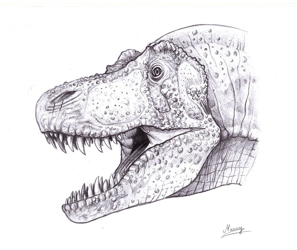 974x820 New Drawing - Dinosaur Head Drawing