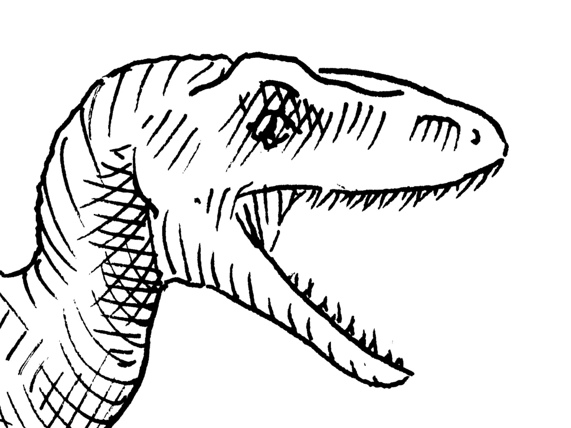 Dinosaur Line Drawing at Explore collection of