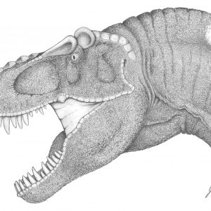 300x300 How To Draw A T Rex New Dinosaurs Pencil Drawing Tyrannosaurus Rex - Dinosaur Pencil Drawing