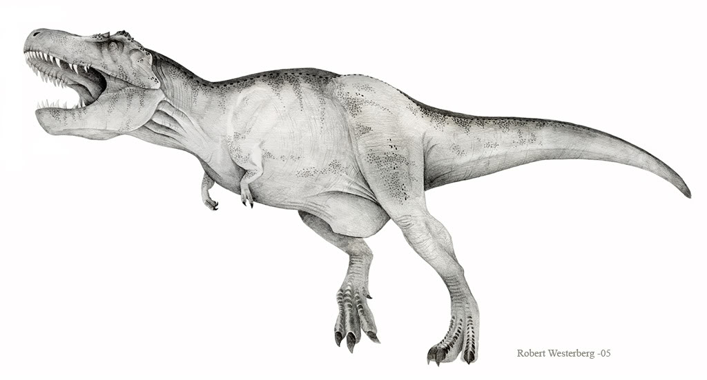 1024x551 Tyrannosaurus Pencil Drawing The Dinosaur Forum - Dinosaur Pencil Drawing