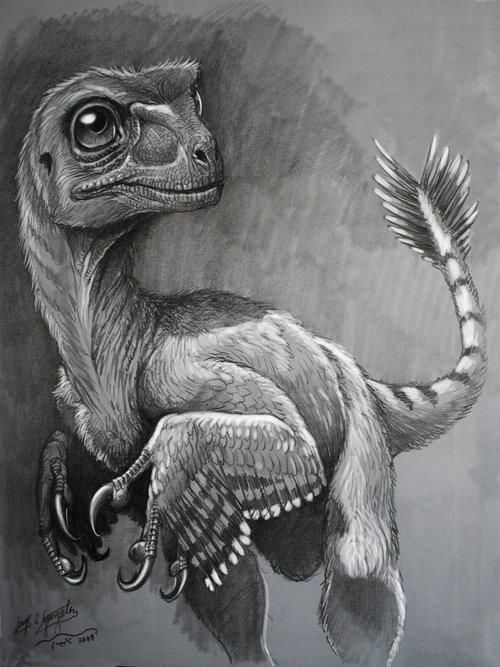 500x667 Feathered Dino Pencil Sketch Feathered Dinosaurs, Dinobirds - Dinosaur Pencil Drawing