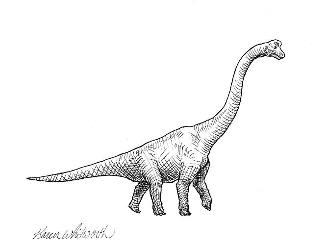 667x500 brachiosaurus long neck dinosaur drawing black - Dinosaur Pictures Drawing