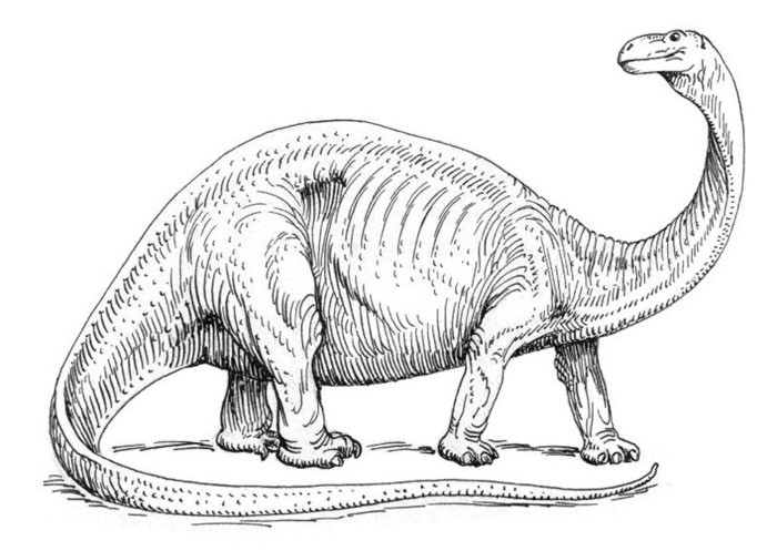 700x497 Apatosaurus - Dinosaur Pictures Drawing