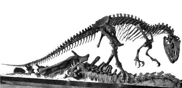 625x304 Dinosaur Skeleton Pictures - Dinosaur Skeleton Drawing