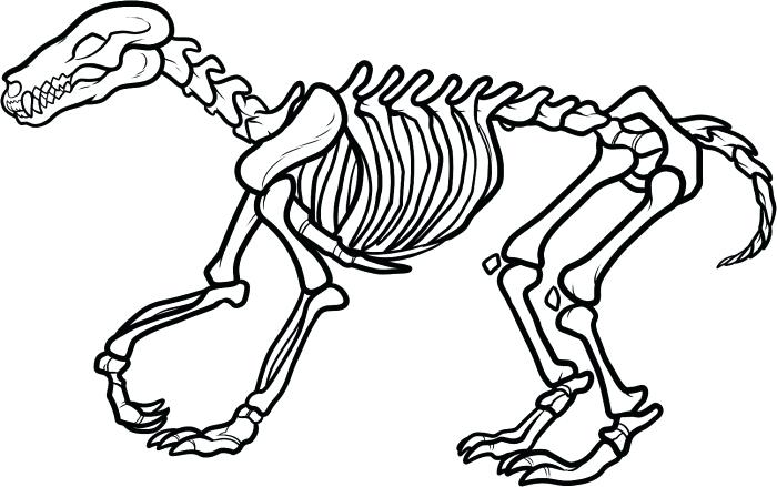 700x439 dinosaur skull drawing at free for personal use dinosaur pasta - Dinosaur Skeleton Drawing