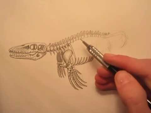 480x360 how to draw a mosasaurus skeleton - Dinosaur Skeleton Drawing