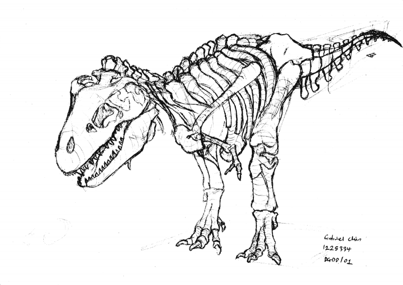 800x566 Printable Dinosaur Skeleton Template - Dinosaur Skeleton Drawing