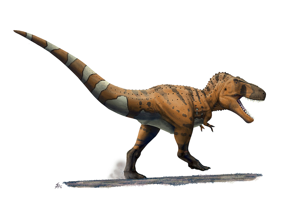 1000x750 Scott Hartman's Skeletal - Dinosaur Skeleton Drawing