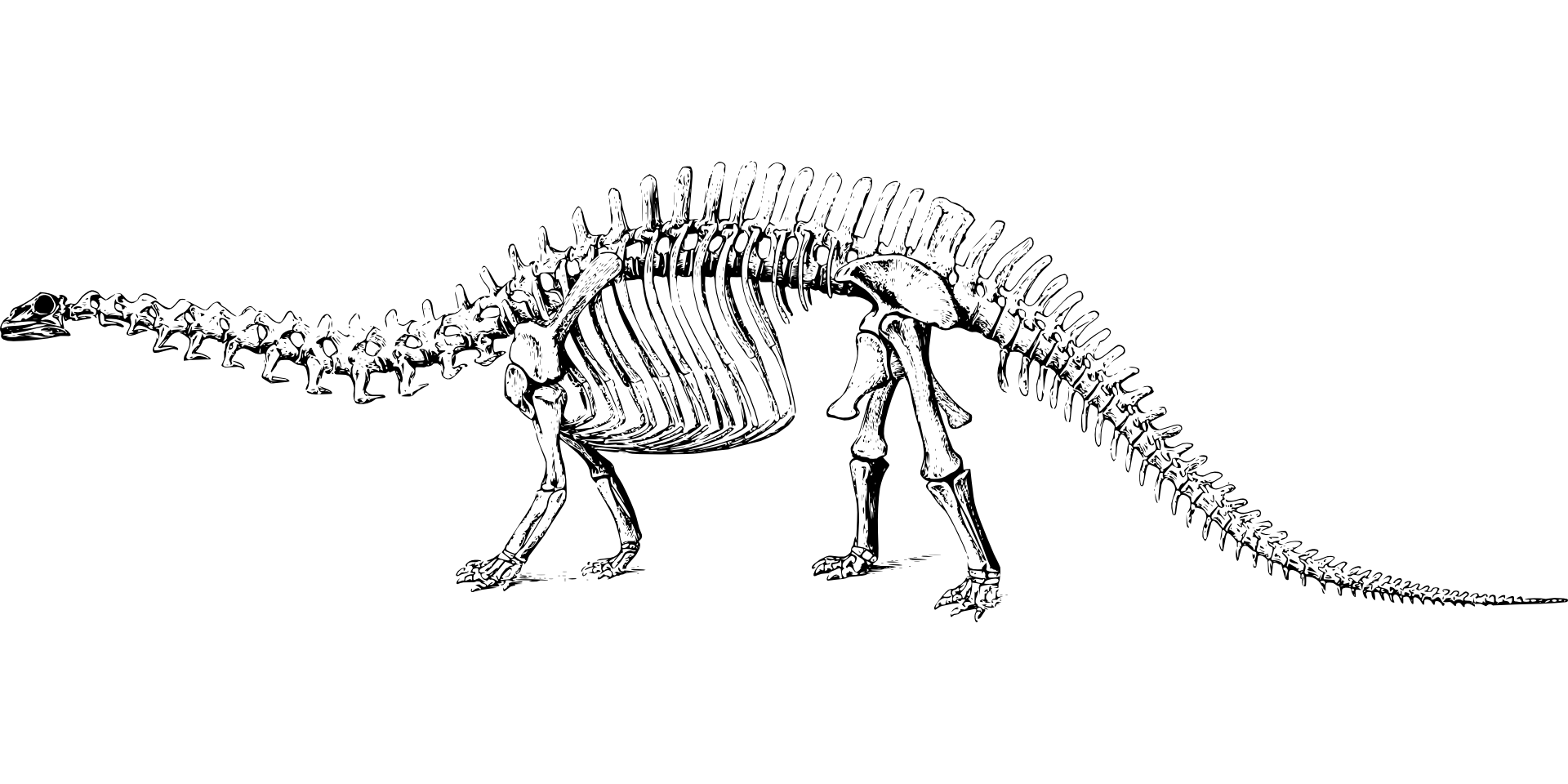 1920x960 Skeletons Drawing Tyrannosaurus Transparent Png Clipart Free - Dinosaur Skeleton Drawing