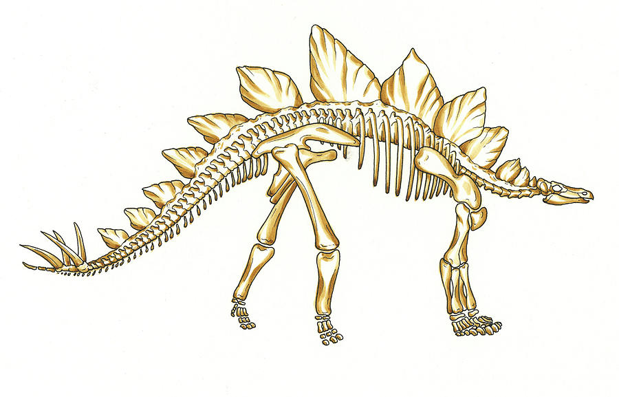 900x577 Stegosaurus Dinosaur Skeleton Photograph - Dinosaur Skeleton Drawing