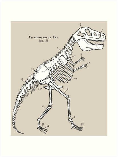 413x549 T Rex Dinosaur Skeleton Art Prints - Dinosaur Skeleton Drawing