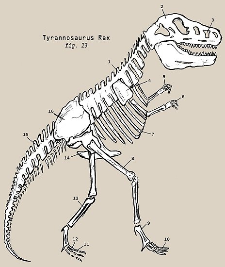 464x550 T Rex Dinosaur Skeleton Posters - Dinosaur Skeleton Drawing