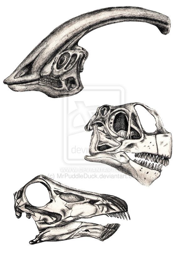 600x826 Dinosaur Skulls Herbivores - Dinosaur Skull Drawing