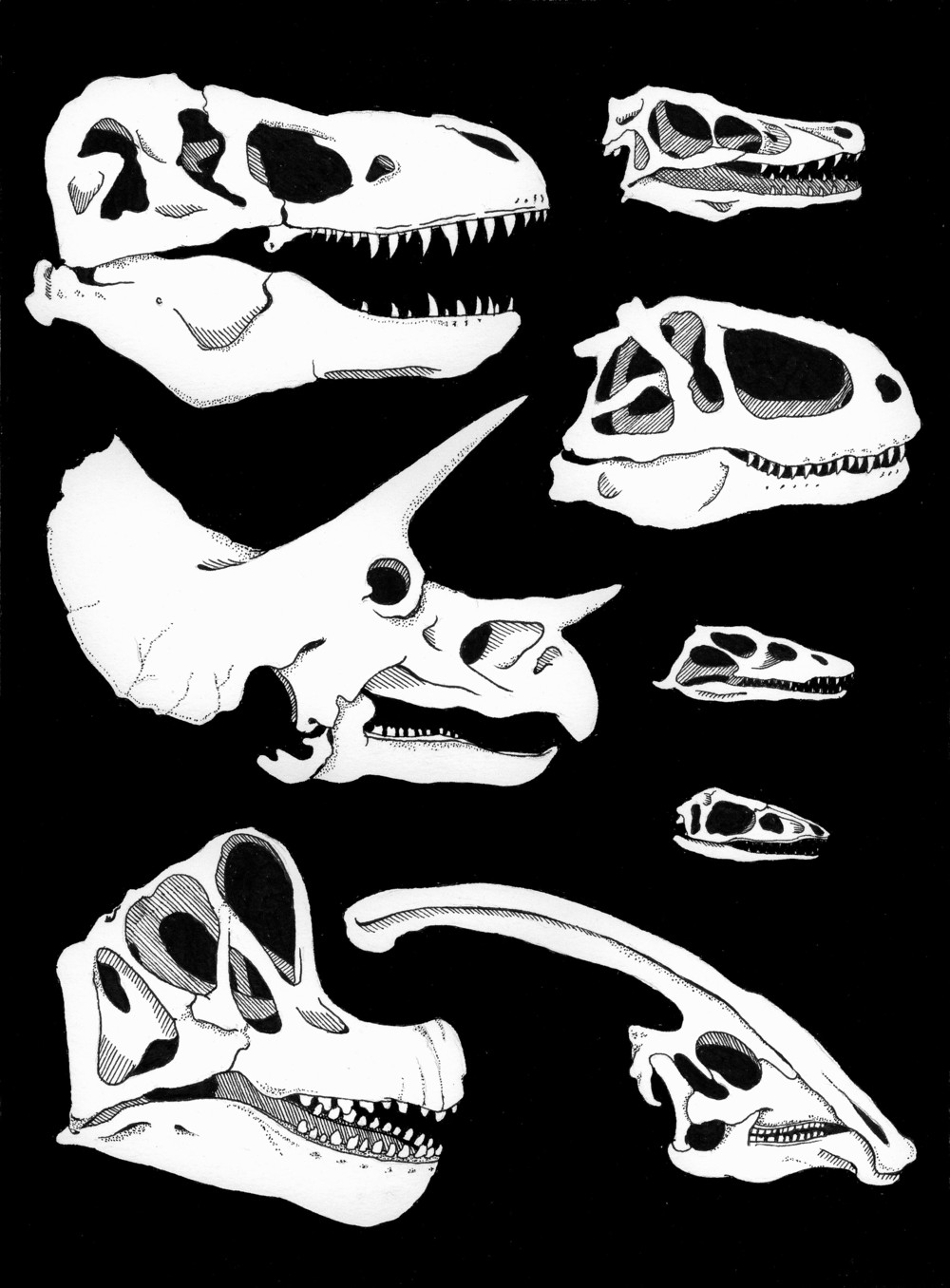 1000x1356 Dinosaur Skulls Print Sophie Argetsinger Illustration - Dinosaur Skull Drawing
