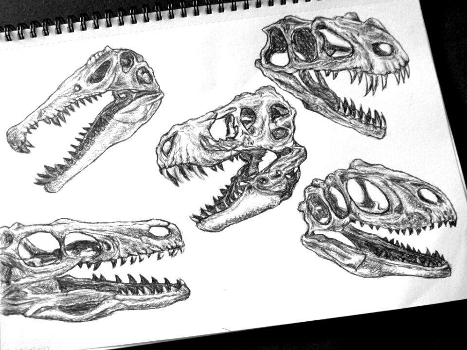960x720 Dinosaur Skulls Art Amino - Dinosaur Skull Drawing