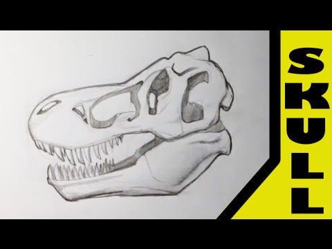 480x360 Drawing A T Rex Skull - Dinosaur Skull Drawing