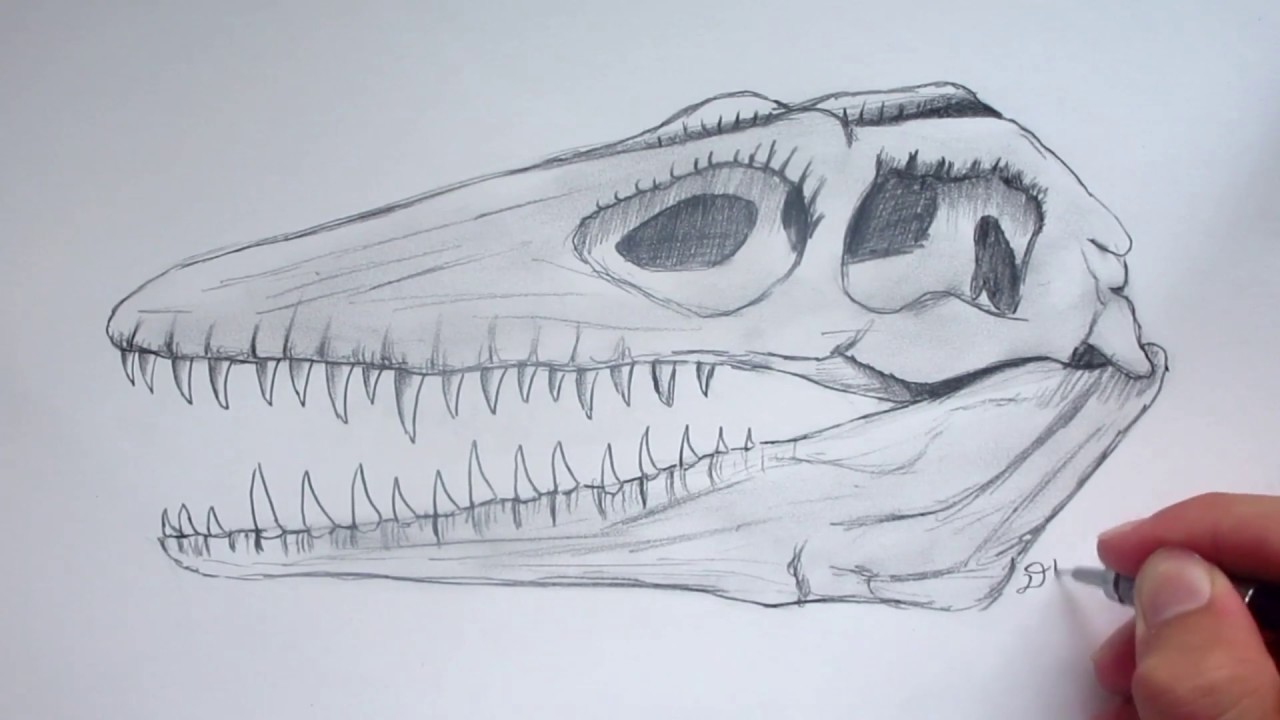 1280x720 How To Draw A Mosasaurus Skull - Dinosaur Skull Drawing