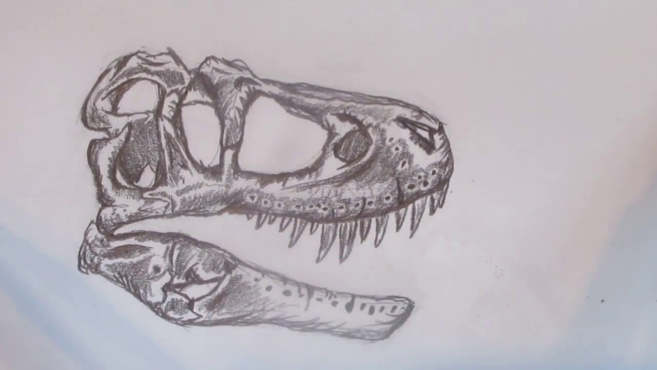 1280x720 Speed Drawing A T Rex Skull - Dinosaur Skull Drawing
