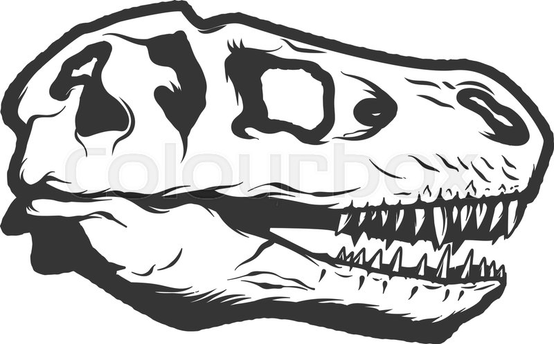 800x498 T Rex Dinosaur Skull Isolated On White Stock Vector Colourbox - Dinosaur Skull Drawing