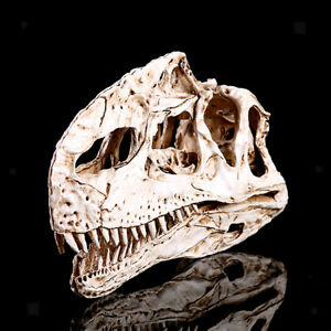 300x300 Scale Dinosaur Skull Monolophosaurus Head Skeleton Drawing - Dinosaur Skull Drawing