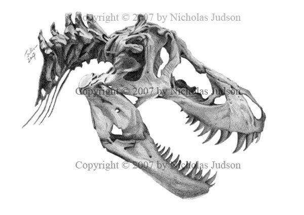 600x425 Tyrannosaurus Rex - Dinosaur Skull Drawing
